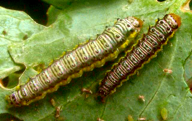 Cross-striped Cabbageworms, EVERGESTIS RIMOSALIS