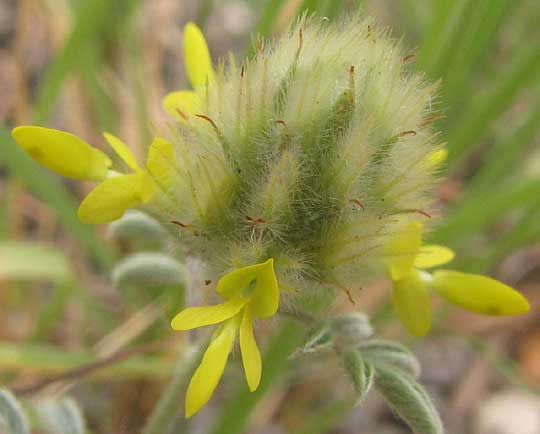Dwarf Prairie-clover, DALEA RUBESCENS, flowering head showing bracts