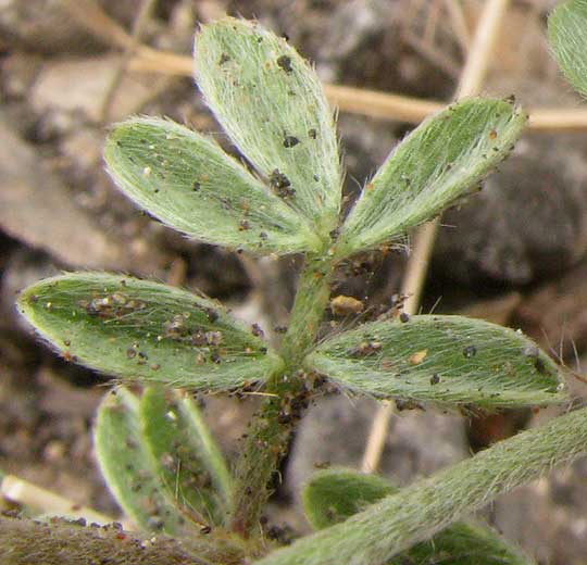 Dwarf Prairie-clover, DALEA RUBESCENS, leaf