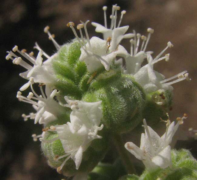 Marjoram, ORIGANUM MAJORANA, flowering head close-up