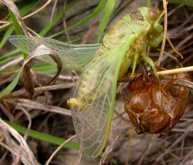 Annual Cicada, freshly emerged Tibicen