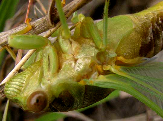 Annual Cicada, freshly emerged Tibicen