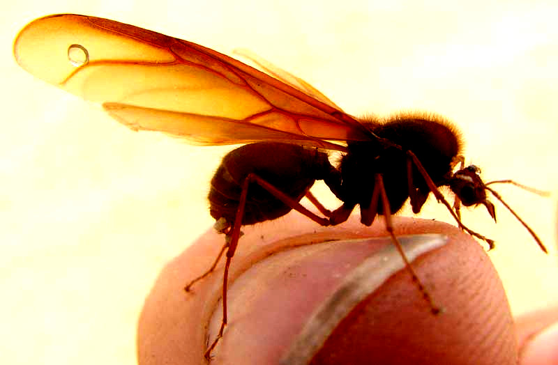 Texas Leafcutte Ant, ATTA TEXANA, drone, or male alate