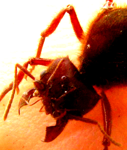 Texas Leafcutte Ant, ATTA TEXANA, queen, head with open mandibles