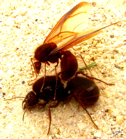 Texas Leafcutte Ant, ATTA TEXANA, drone atop queen in mating position