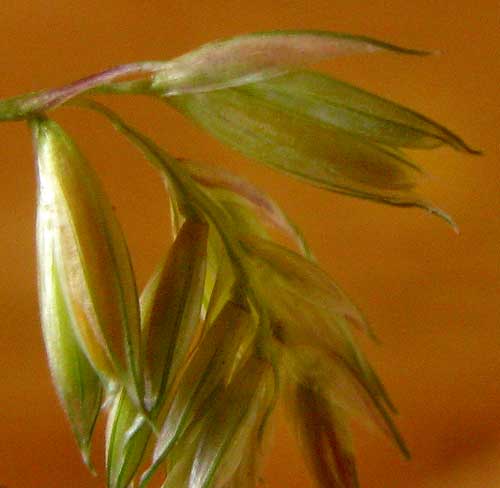 Buffalograss, BOUTELOUA DACTYLOIDES, spikelet with two florets