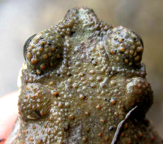 Red-spotted Toad, head shot showing cranial crests and parotoids