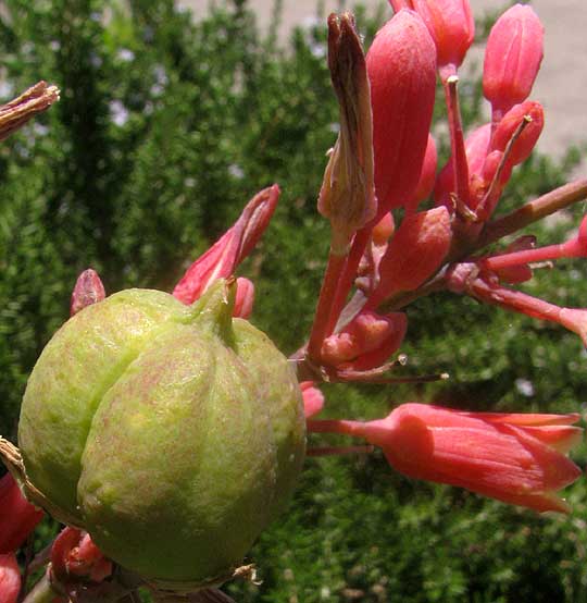 Red Yucca, HESPERALOE PARVIFLORA, fruit