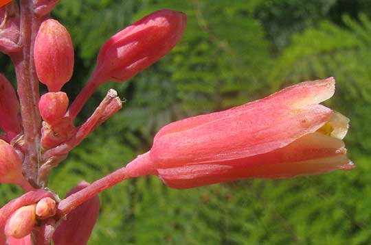 Red Yucca, HESPERALOE PARVIFLORA, flower