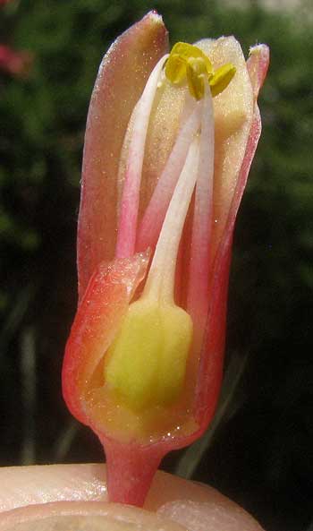 Red Yucca, HESPERALOE PARVIFLORA, longitudinal section of perianth