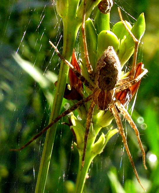 Nursery Web Spider, TINUS PEREGRINUS
