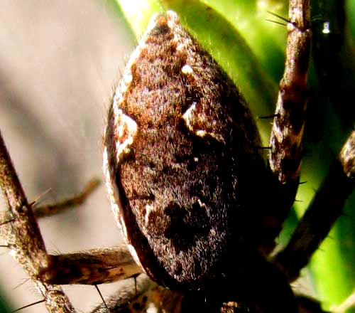 Nursery Web Spider, TINUS PEREGRINUS, abdomen design, top