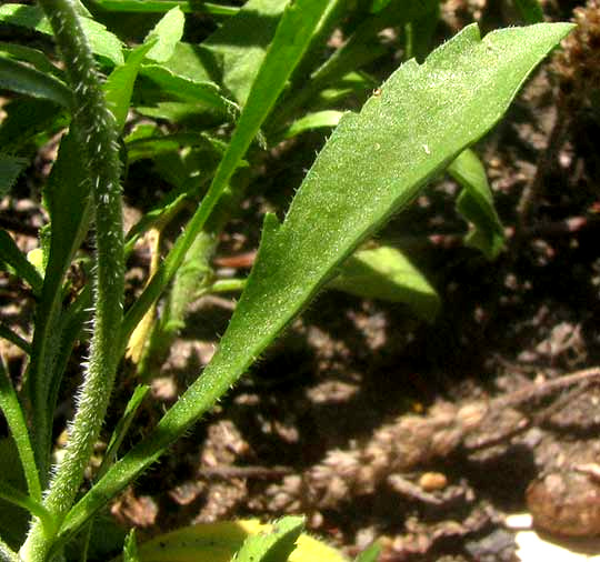 Southern Pepperwort, LEPIDIUM AUSTRINUM, leaf and hairs on stem