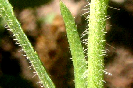 Southern Pepperwort, LEPIDIUM AUSTRINUM, stem hairs