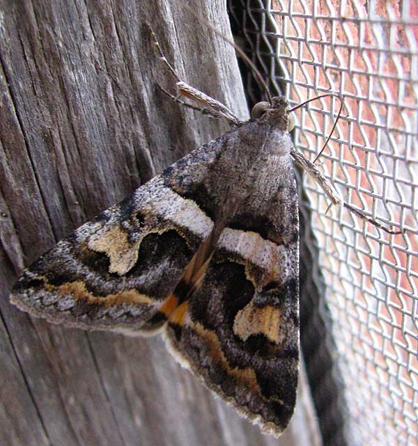 Bulia Moth, genus Bulia