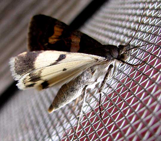 Bulia Moth, genus Bulia, underwings