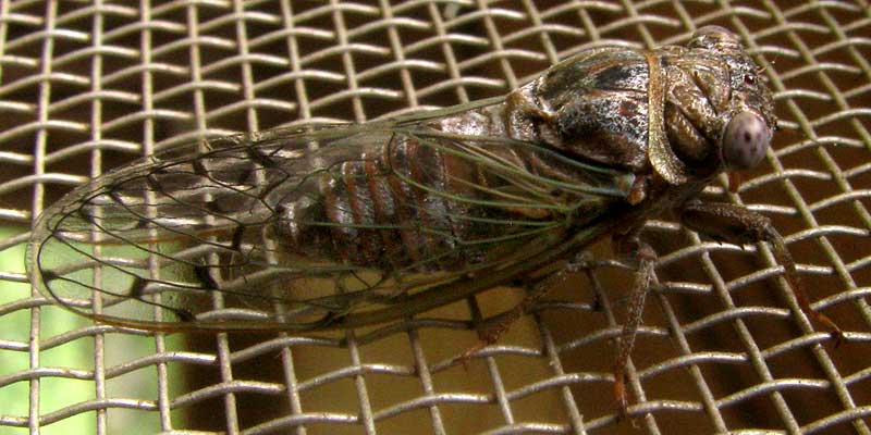 cf. Little Mesquite Cicada, PACARINA PUELLA, wing venation