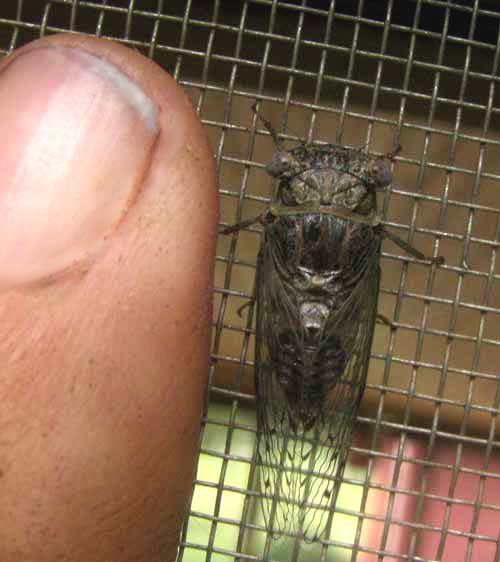 cf. Little Mesquite Cicada, PACARINA PUELLA, compared to finger