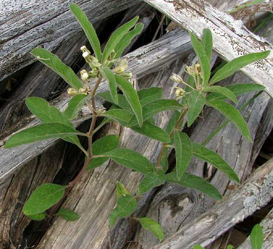 Sidecluster Milkweed,  ASCLEPIAS OENOTHEROIDES