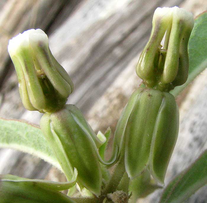 Sidecluster Milkweed,  ASCLEPIAS OENOTHEROIDES, flowers