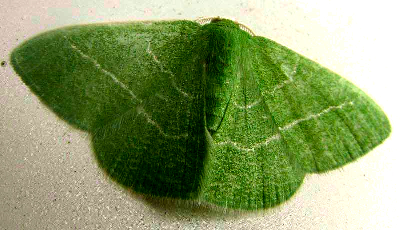 Emerald Moth  NEMORIA ZYGOTARIA