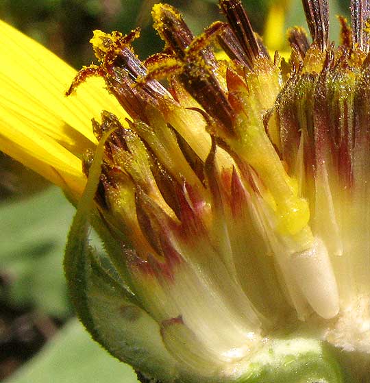Common Sunflower, HELIANTHUS ANNUUS, cross section of head showing disc flowers