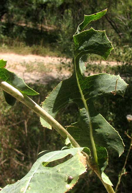 Prickly Lettuce, LACTUCA SERRIOLA, heliotrophic leaf