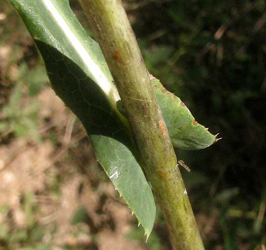 Prickly Lettuce, LACTUCA SERRIOLA, eared leaf base