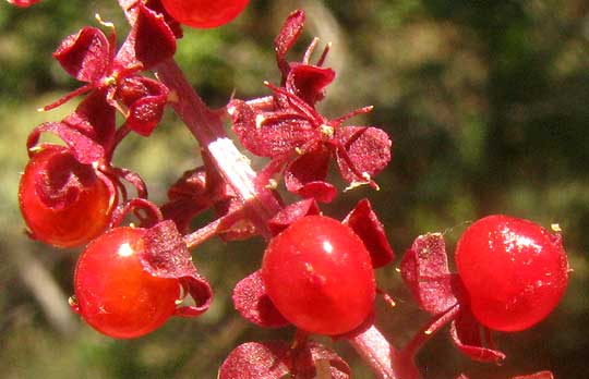 Pigeonberry, RIVINA HUMILIS, berries