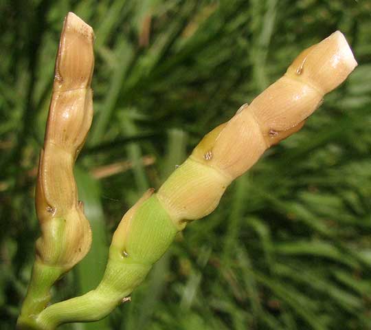 Eastern Gamagrass, TRIPSACUM DACTYLOIDES, grains
