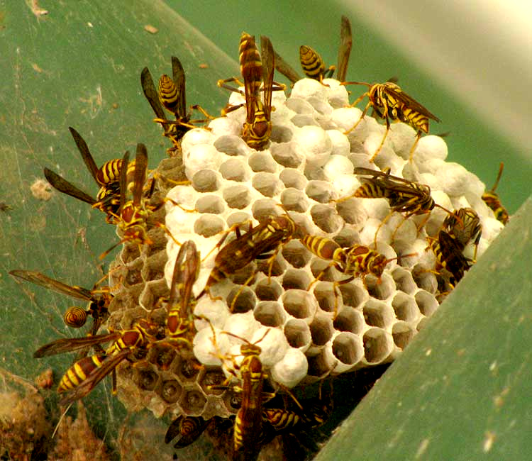 Paper Wasp, POLISTES EXCLAMANS, workers on nest