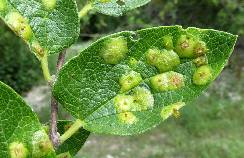 Hackberry Blister Gall caused by PACHYPSYLLA CELTIDISVESICULA