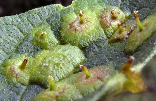 Hackberry Blister Gall caused by PACHYPSYLLA CELTIDISVESICULA, close-up