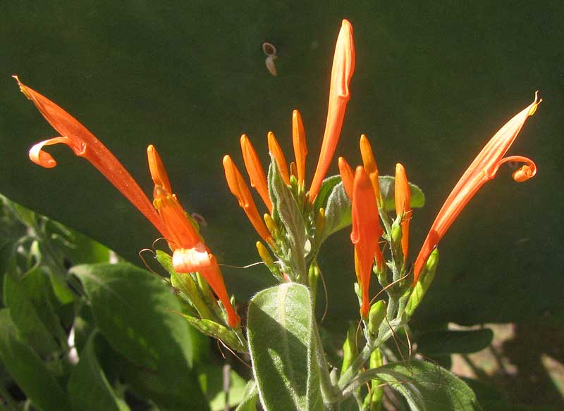 Mexican Honeysuckle, JUSTICIA SPICIGERA, flowers