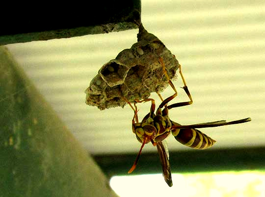 Paper Wasp, POLISTES EXCLAMANS, queen beginning nest, eggs in cells