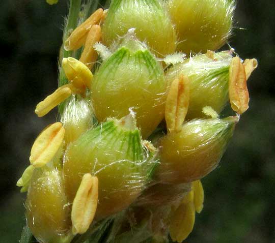 Milo, SORGHUM BICOLOR, spikelets with anthers
