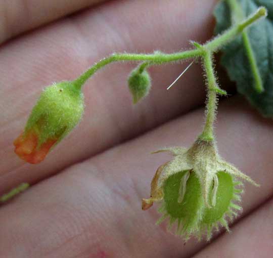 Texas Burswort, HERMANNIA TEXANA, close-up flower & immature fruit