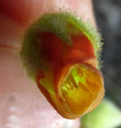 Texas Burswort, HERMANNIA TEXANA, flower, showing mouth
