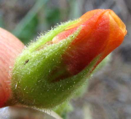 Texas Burswort, HERMANNIA TEXANA, flower from side