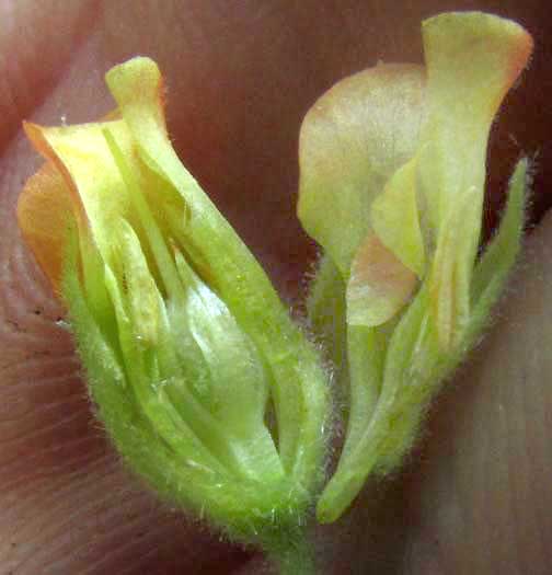 Texas Burswort, HERMANNIA TEXANA, flower, longitudinal section