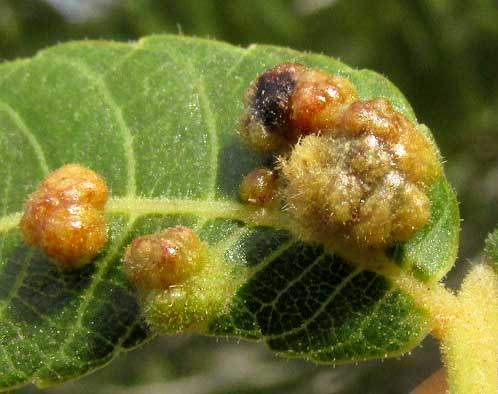 Walnut Wart Gall, formed by Eriophyid mites, close-up
