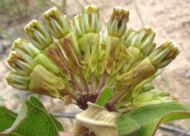 Green Milkweed, ASCLEPIAS VIRIDIFLORA, flowering head