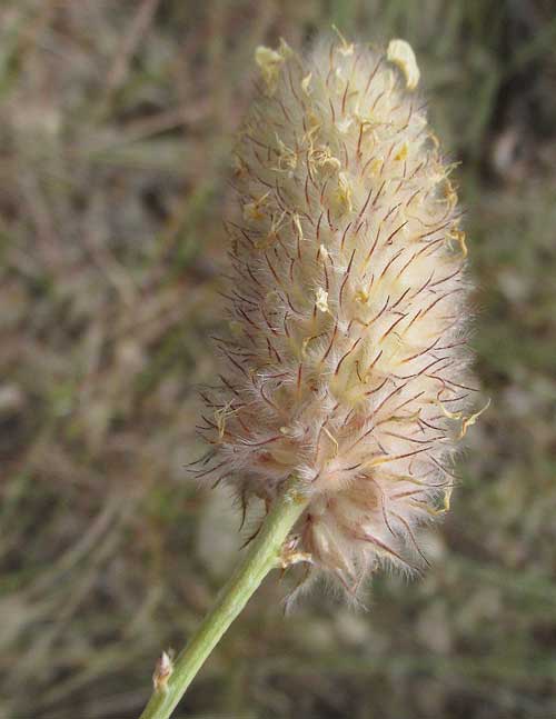 Golden Prairie-clover, DALEA AUREA, mature fruiting head