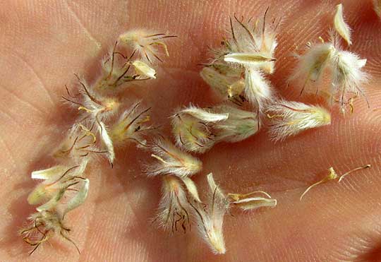 Golden Prairie-clover, DALEA AUREA, hairy calyxes