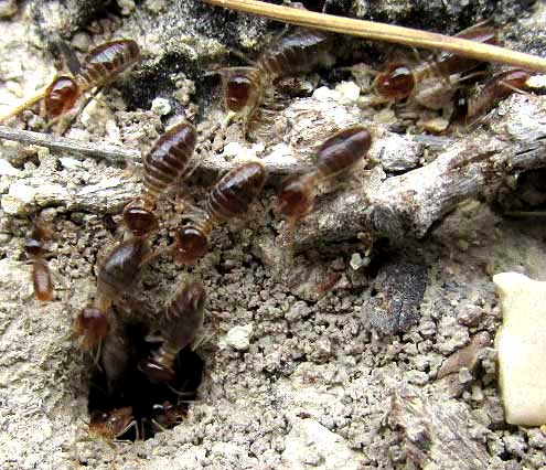 Tenuirostritermes cinereus, workers entering nest hole
