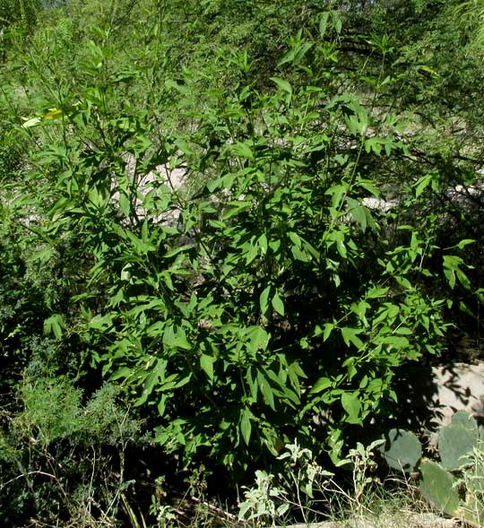 Giant Ragweed, AMBROSIA TRIFIDA