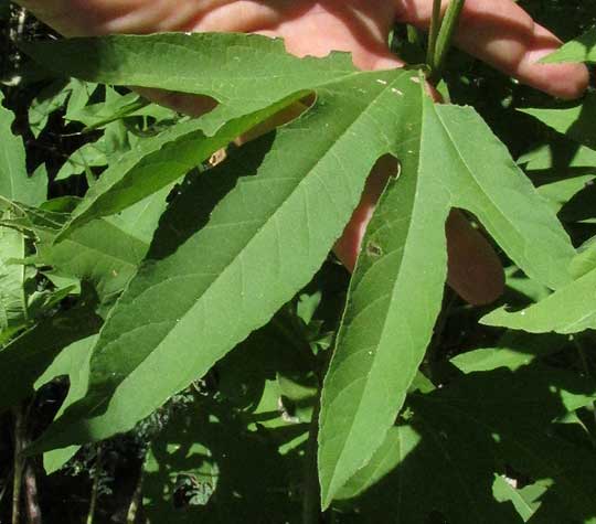 Giant Ragweed, AMBROSIA TRIFIDA, leaf