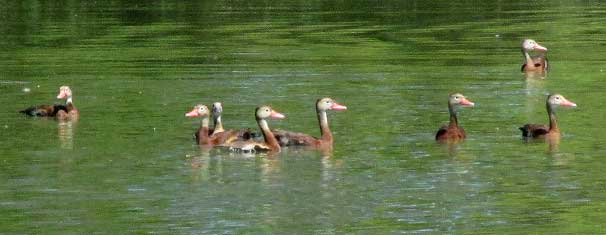  Black-bellied Whistling-duck, DENDROCYGNA AUTUMNALIS, flock on pond