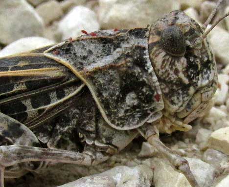 Wrinkled Grasshopper, HIPPISCUS OCELOTE, pronotum side view