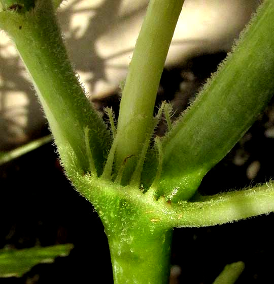 stipules of Rubiaceae, probaby Richardia